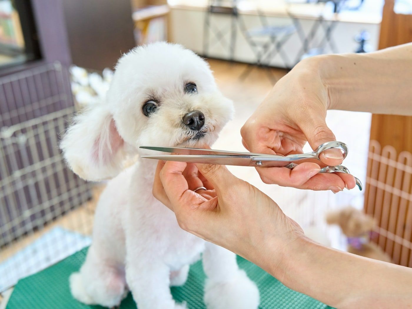 Groomer κουρεύει με ψαλίδι λευκό σκύλο πάνω στο τραπέζι grooming